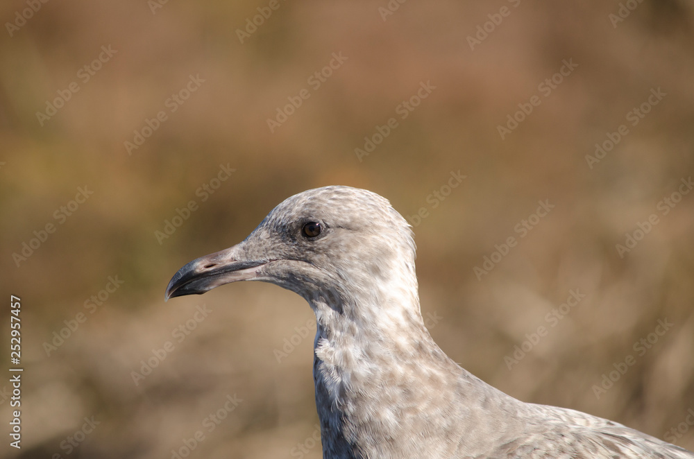 Ring Billed Gull Head Shot Side View Ring Billed Gull Head Shot Side View