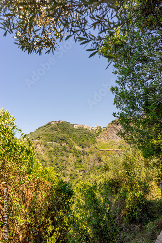 Italy, Cinque Terre, Corniglia, a tree in a forest © SkandaRamana