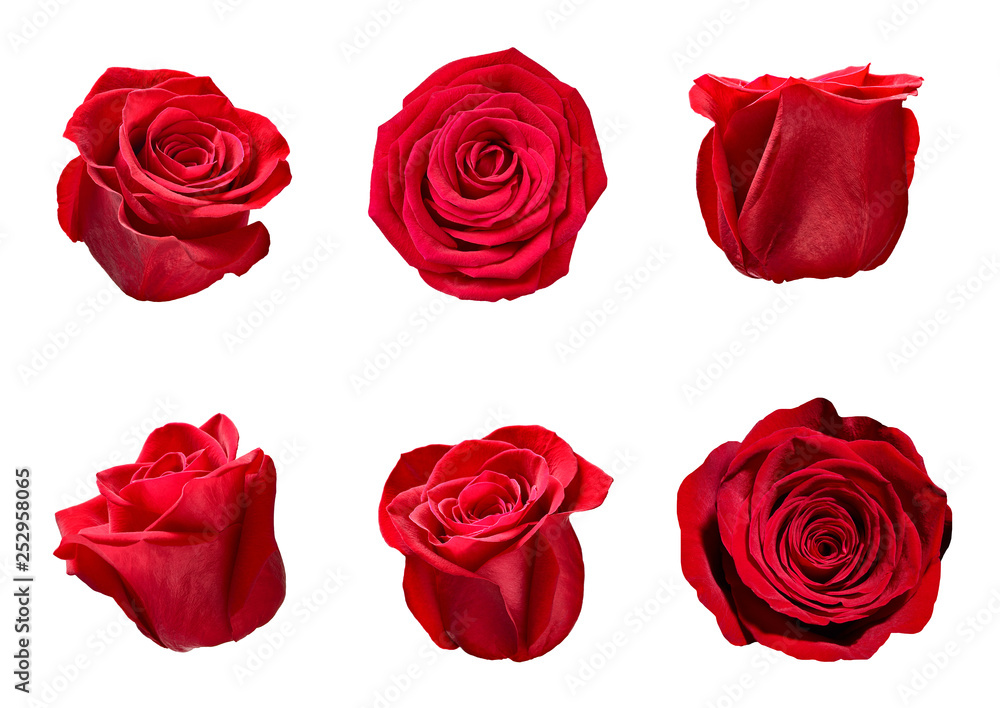 flower rose petal blosspm background flower rose petal blosspm background