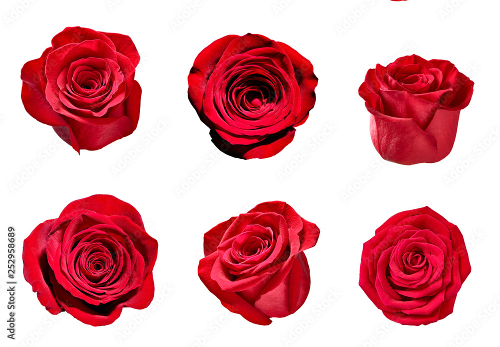 flower rose petal blosspm background flower rose petal blosspm background