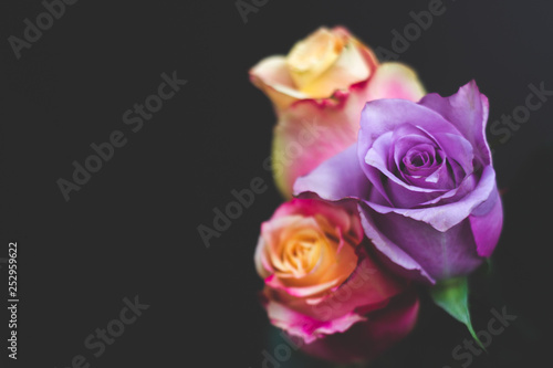 Three colorful roses against black background, with copy space