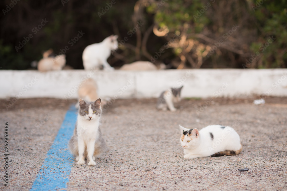 Fototapeta premium gruppo gatti giocano in strada in un parcheggio