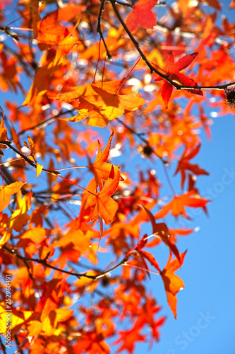 Colorful and sunny seasonal background with maple leaves