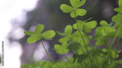 Green clover field close-up green lucky background 