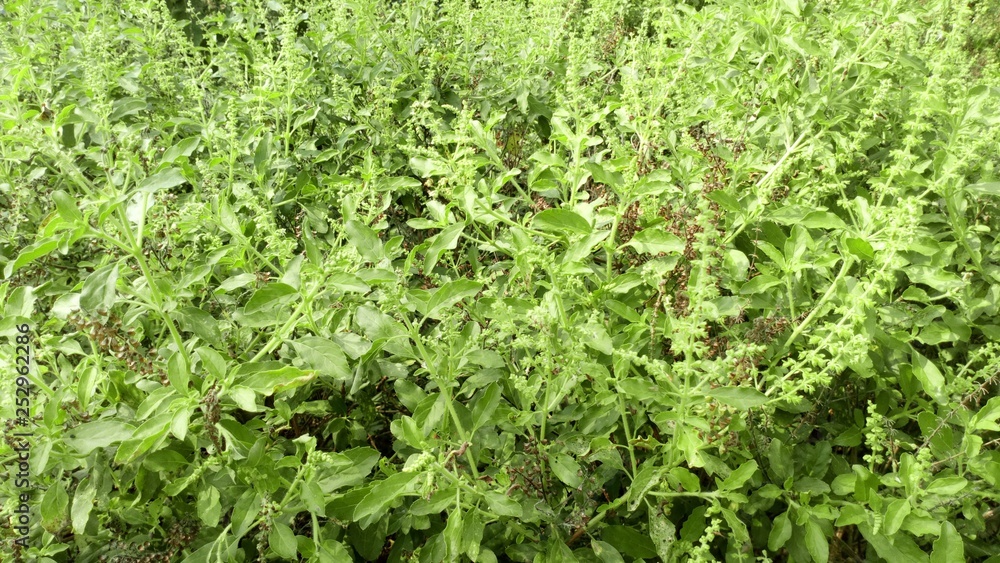 Many green basil trees that grow naturally in Thailand. Many green basil trees that grow naturally in Thailand.