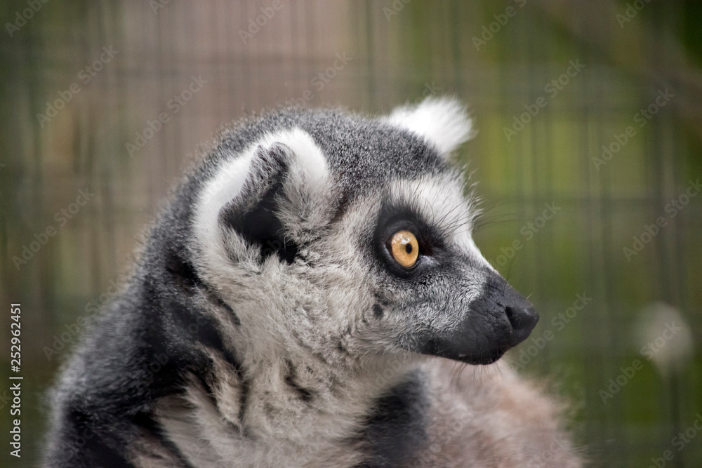 Fototapeta premium ring-tail lemur portrait