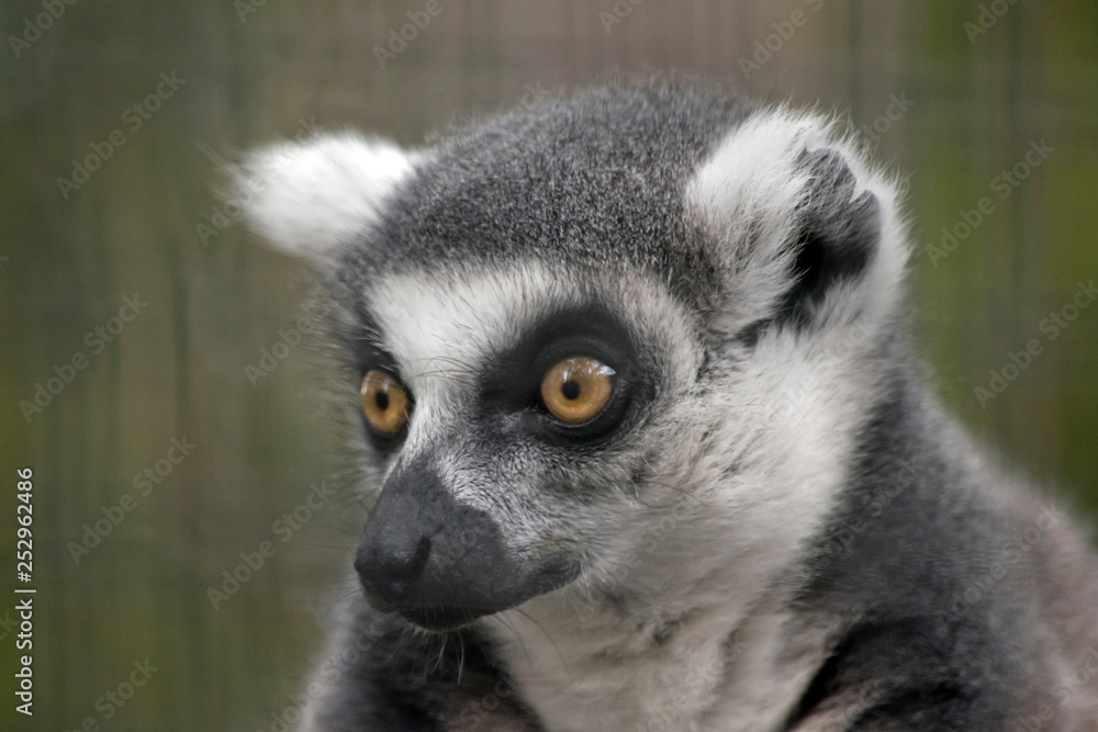 ring-tail lemur portrait ring-tail lemur portrait