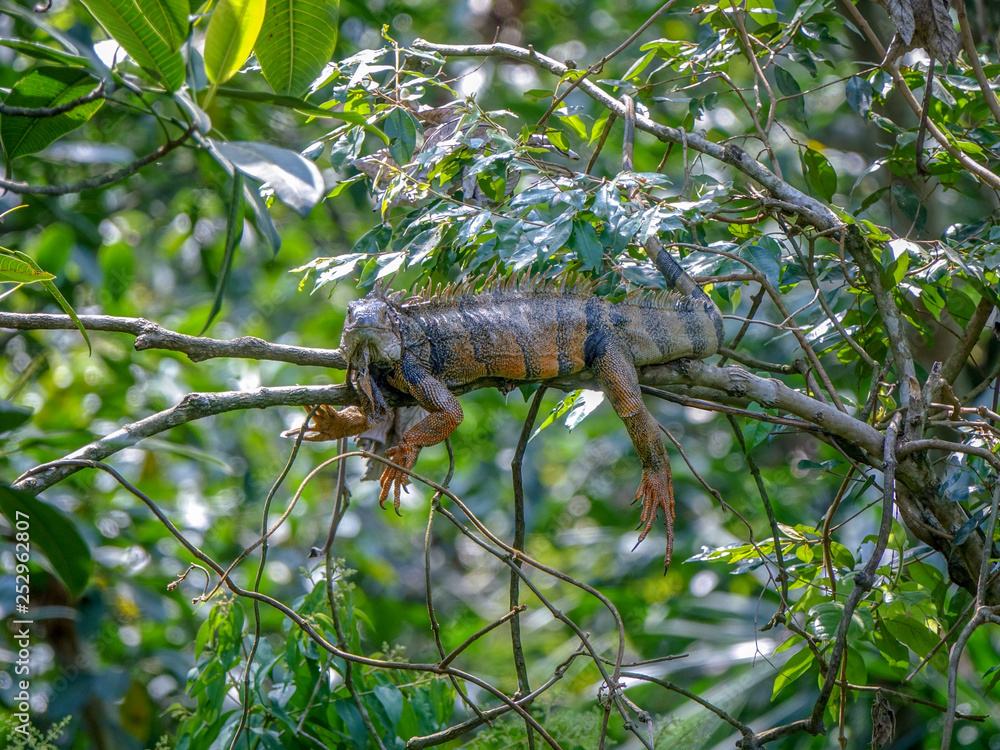 Fototapeta premium Iguana resting in a tree