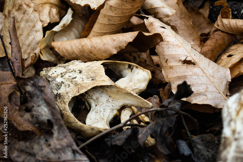 Turtle skull as found amongst leaves on the shores of a pond.