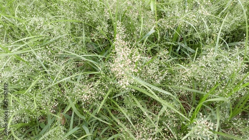 Closeup..green grass that grow naturally on the ground with small white flowers.