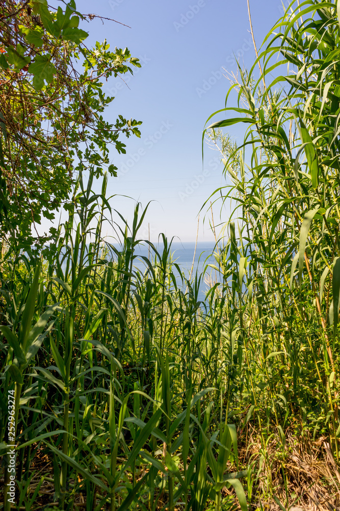Italy, Cinque Terre, Corniglia, a plant in a forest Italy, Cinque Terre, Corniglia, a plant in a forest