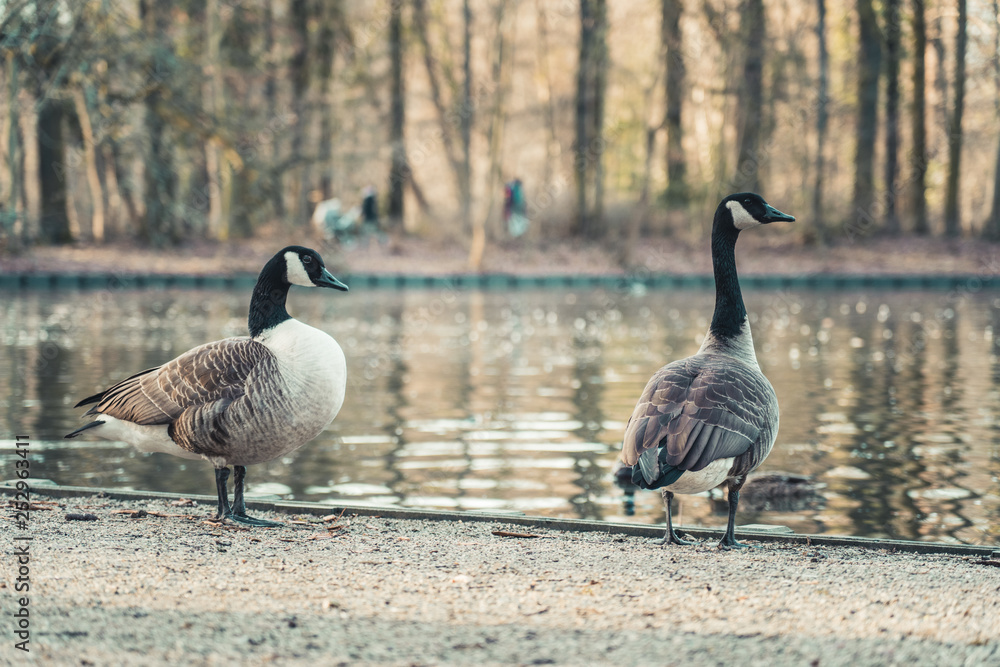 Two Canada Geese at a small pond in Cologne, Germany. Stock Photo | Adobe  Stock