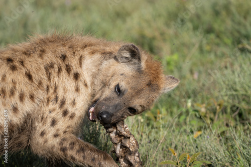 hyena chewing on a bone
