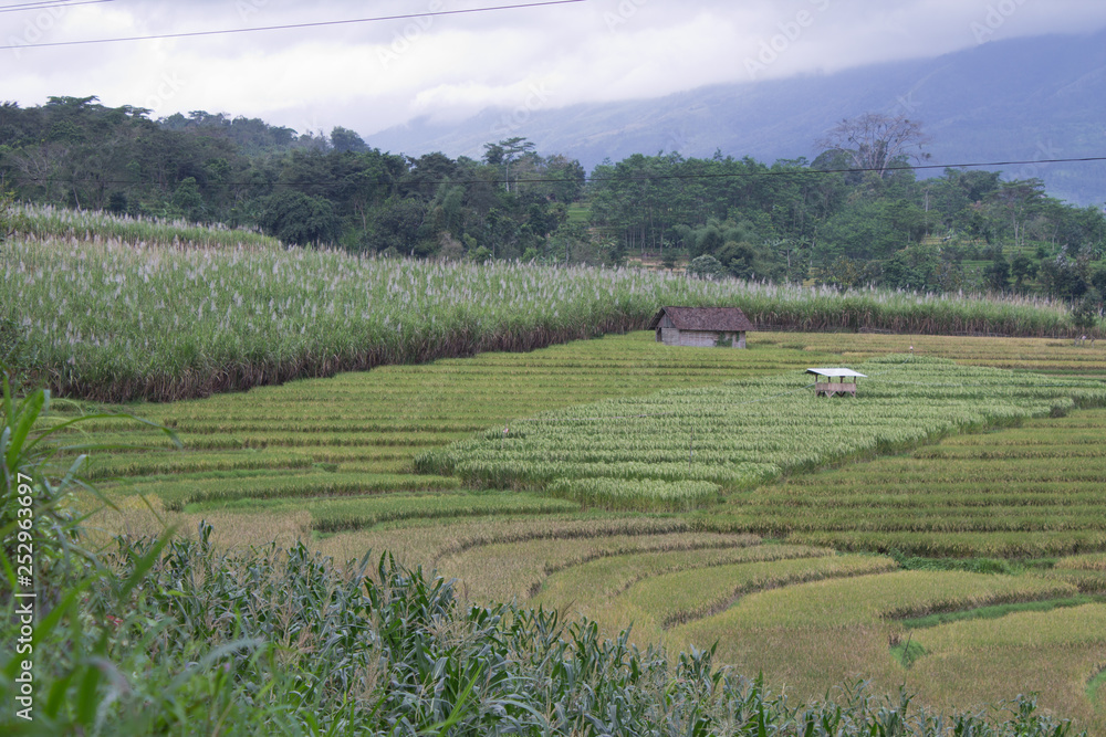 landscape of rice field on mountain in indonesian