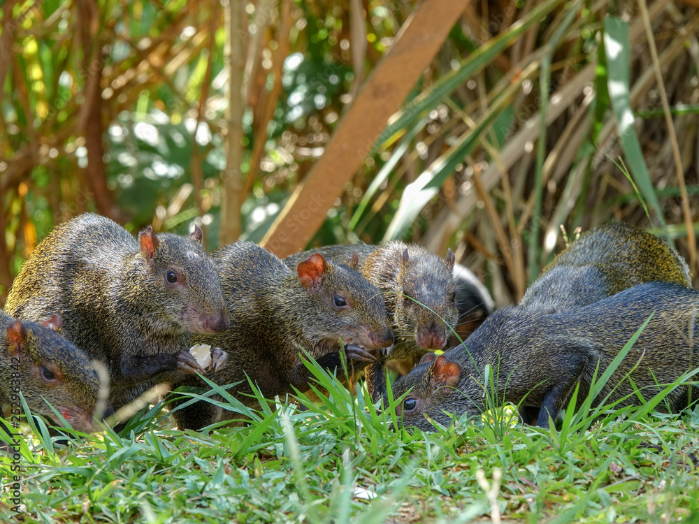 CloseUp picture of an Agouti rodent - Colombian Guatín CloseUp picture of an Agouti rodent - Colombian Guatín