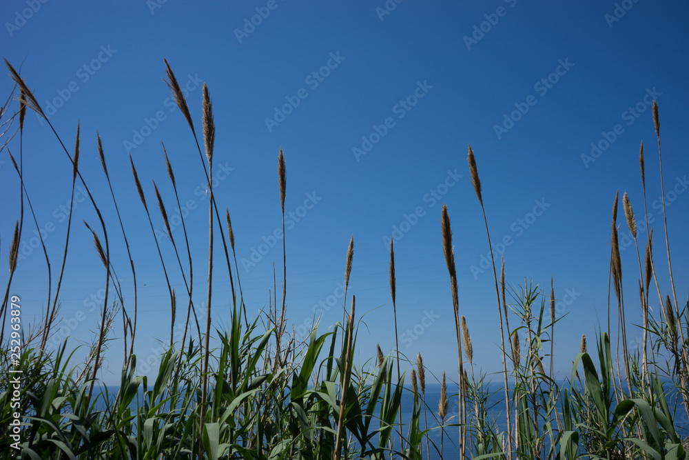 Italy, Cinque Terre, Corniglia, a group of palm trees on a sunny day Italy, Cinque Terre, Corniglia, a group of palm trees on a sunny day