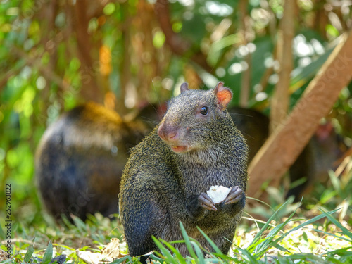 CloseUp picture of an Agouti rodent - Colombian Guatín © Diego Gomez