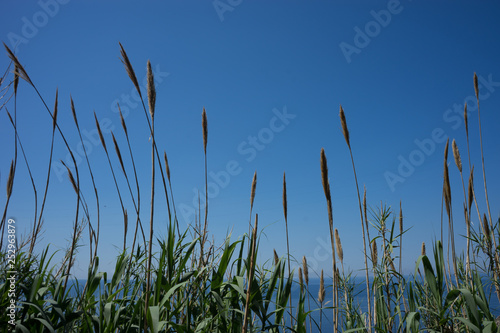 Italy  Cinque Terre  Corniglia  a group of palm trees on a sunny day