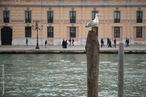 Seagull atop a wooden pole of Venice canal, Veneto, Italy
