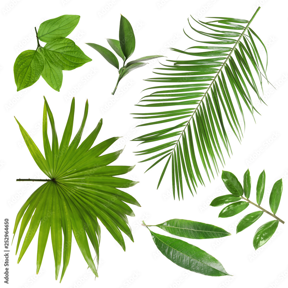 Set of different fresh tropical leaves on white background Set of different fresh tropical leaves on white background