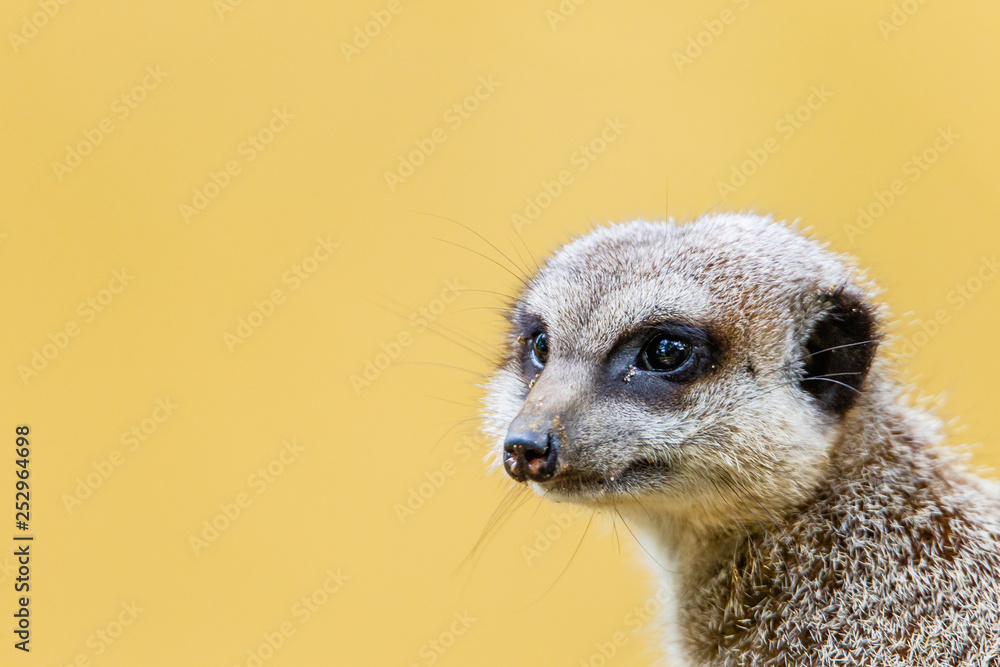 Fototapeta premium meerkat far