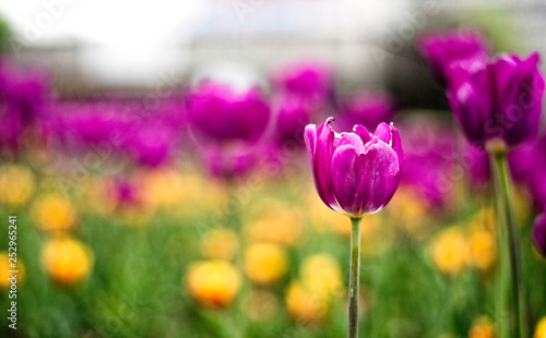 field of pink tulips