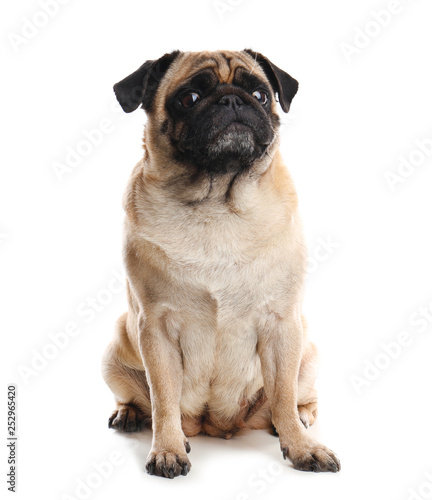 Happy cute pug dog isolated on white