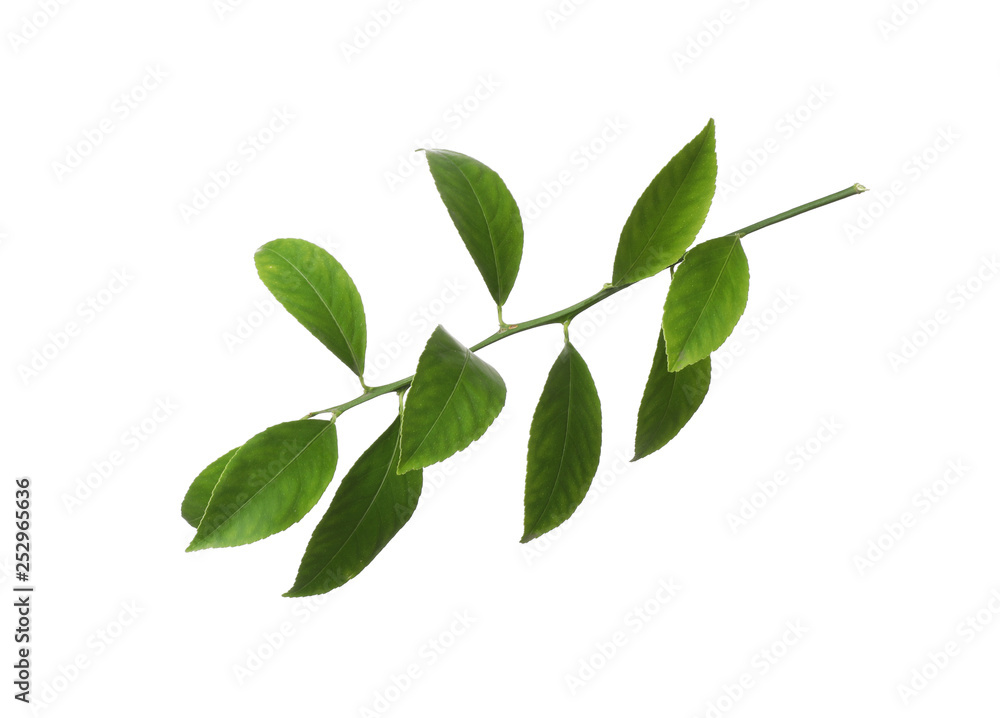 Branch of tropical citrus plant with leaves isolated on white