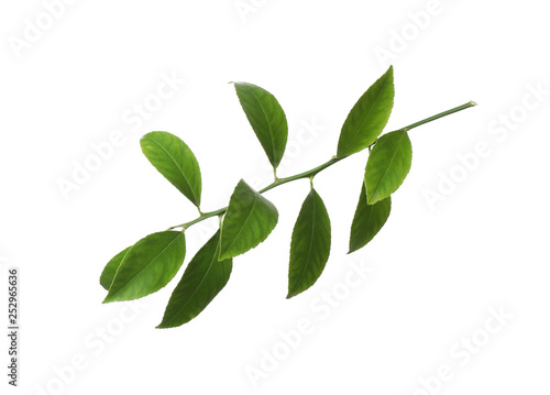 Branch of tropical citrus plant with leaves isolated on white