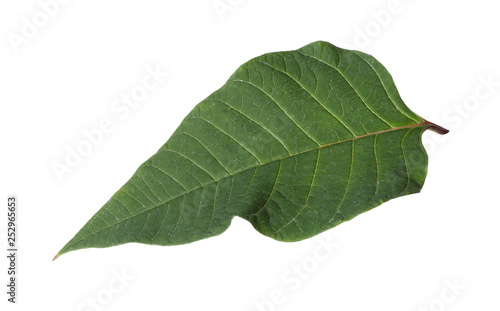 Leaf of tropical poinsettia plant isolated on white