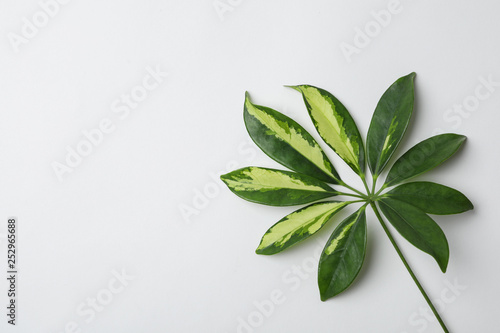 Leaf of tropical schefflera plant on white background, top view photo