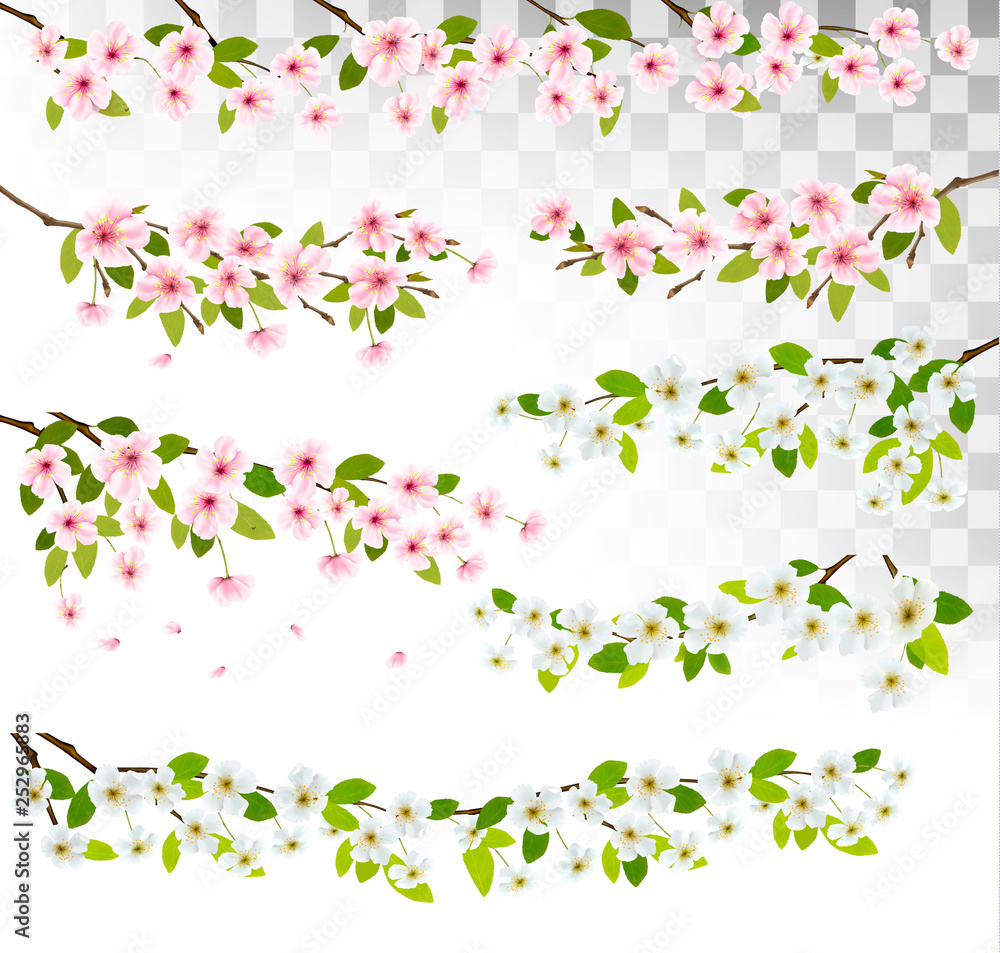 Several blossom of cherry and sakura borders. Vector.