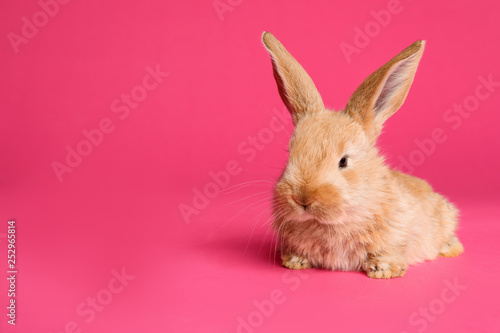Adorable furry Easter bunny on color background  space for text