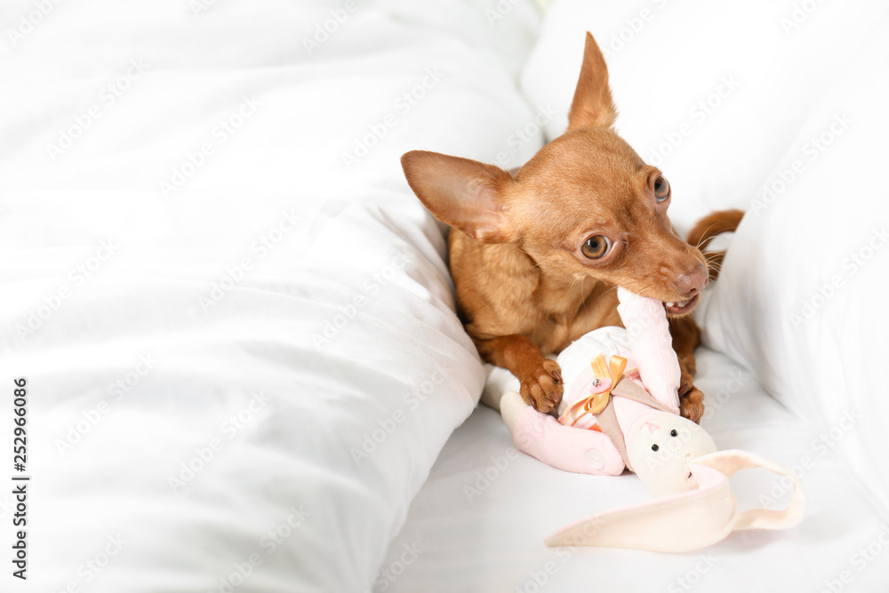 Cute toy terrier on bed. Domestic dog Cute toy terrier on bed. Domestic dog