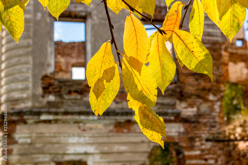 Obraz premium Autumn leaves on the background of the ruins of the old building