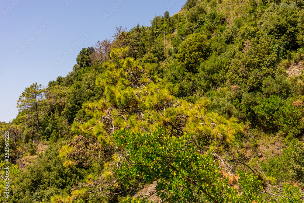 Italy, Cinque Terre, Corniglia, PLANTS AND TREES IN FOREST AGAINST CLEAR SKY