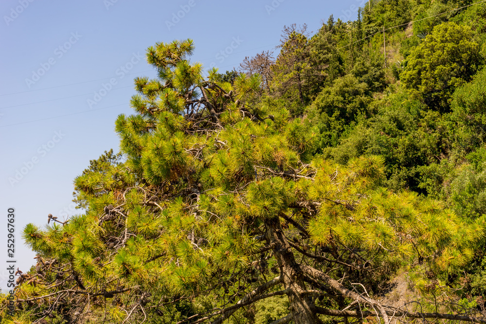 Italy, Cinque Terre, Corniglia, TREE BY PLANTS AGAINST SKY
