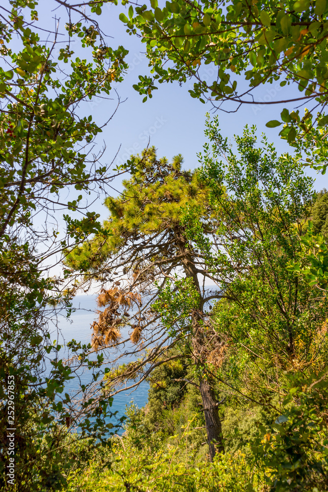 Fototapeta premium Italy, Cinque Terre, Corniglia, LOW ANGLE VIEW OF TREES AGAINST SKY