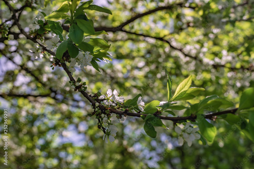Plum flowers macro. Photo of blossoming tree brunch with white flowers on bokeh green background, closeup. Beautiful blooming trees in spring park Plum flowers macro. Photo of blossoming tree brunch with white flowers on bokeh green background, closeup. Beautiful blooming trees in spring park