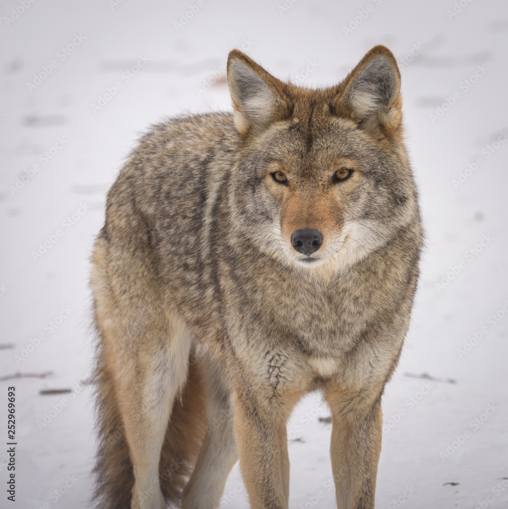 Coyote looking at the camera in the winter Coyote looking at the camera in the winter
