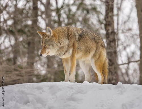 Coyote profile close-up in the winter © Manuel Lacoste