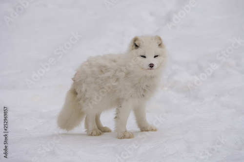 Arctic fox pausing for the camera