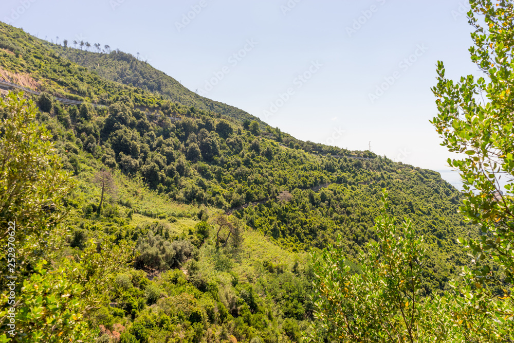 Italy, Cinque Terre, Corniglia, a tree with a mountain in the background