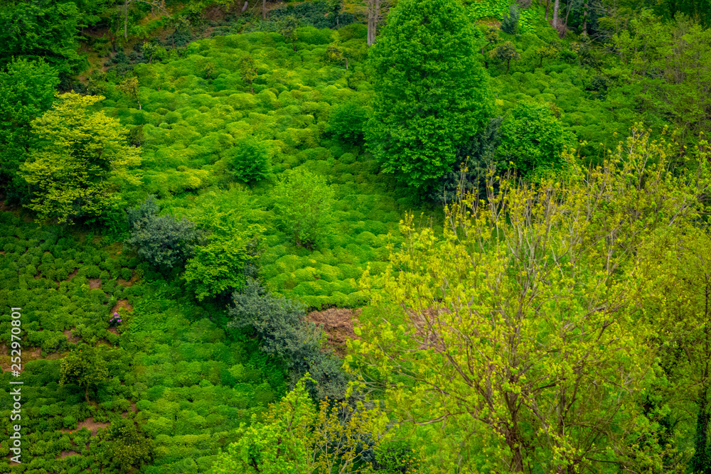 Fototapeta premium Plantation of the plant tea in Turkey