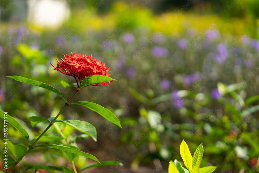 Beautiful Red spike flower. King Ixora blooming (Ixora chinensis). Rubiaceae flower.Ixora flower. Ixora coccinea flower in the garden Beautiful Red spike flower. King Ixora blooming (Ixora chinensis). Rubiaceae flower.Ixora flower. Ixora coccinea flower in the garden