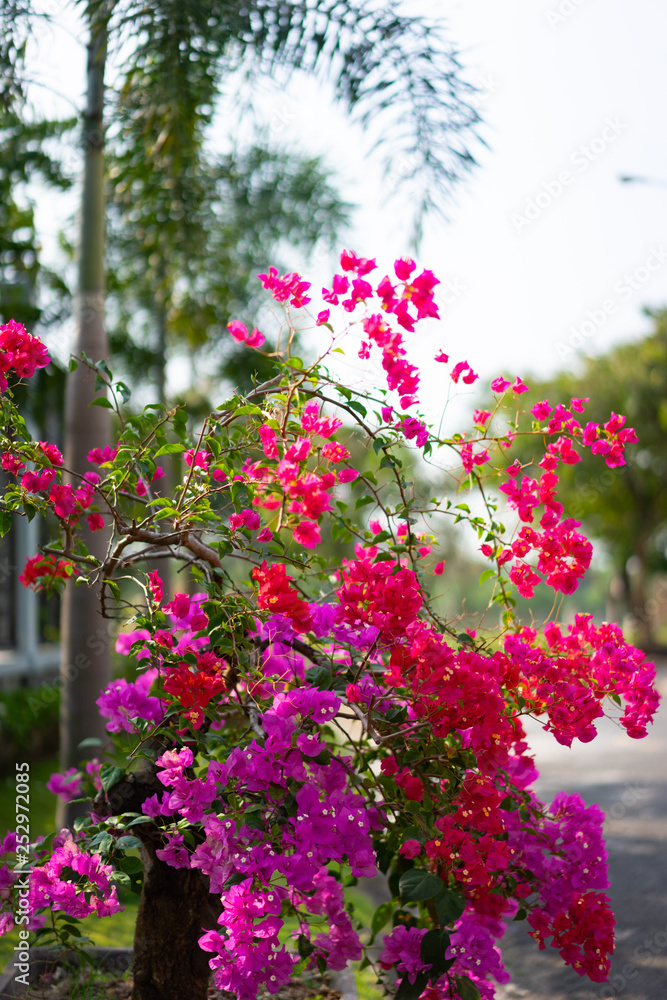 Bonsai of purple bougainvillea spectabilis flower. Bougainvillea also known as great bougainvillea, a species of flowering plant. It is native to Brazil, Bolivia, Peru, and Argentina