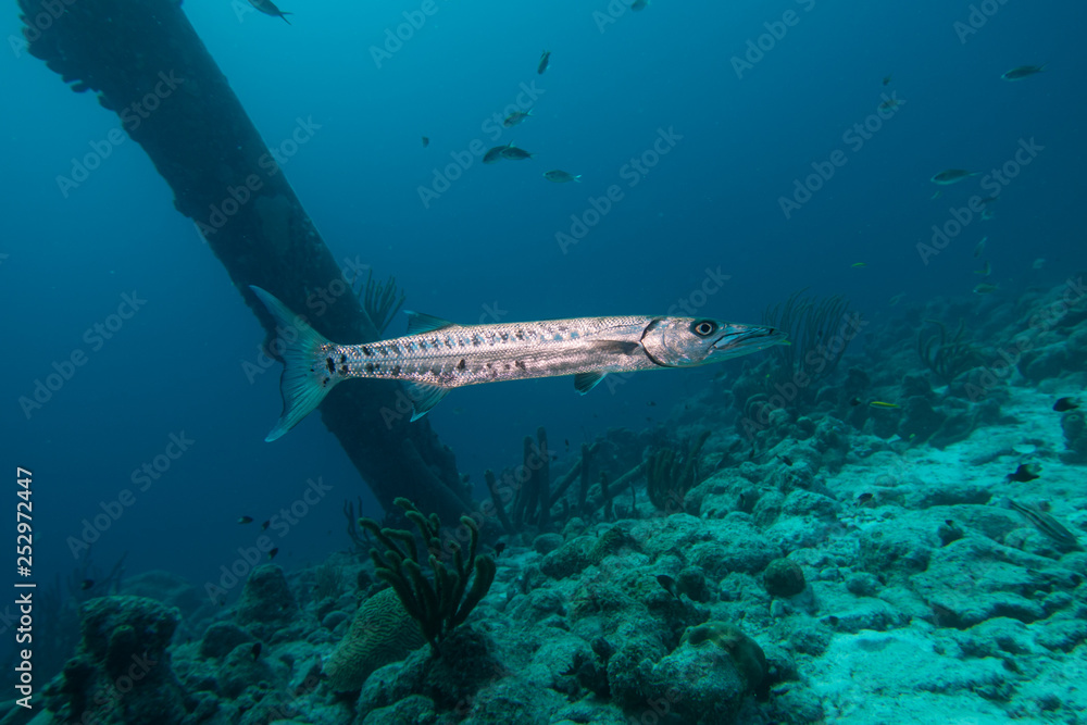 A single barracuda swimming below the pillars of the Salt Pier on the tropical island Bonaire in the Caribbean A single barracuda swimming below the pillars of the Salt Pier on the tropical island Bonaire in the Caribbean