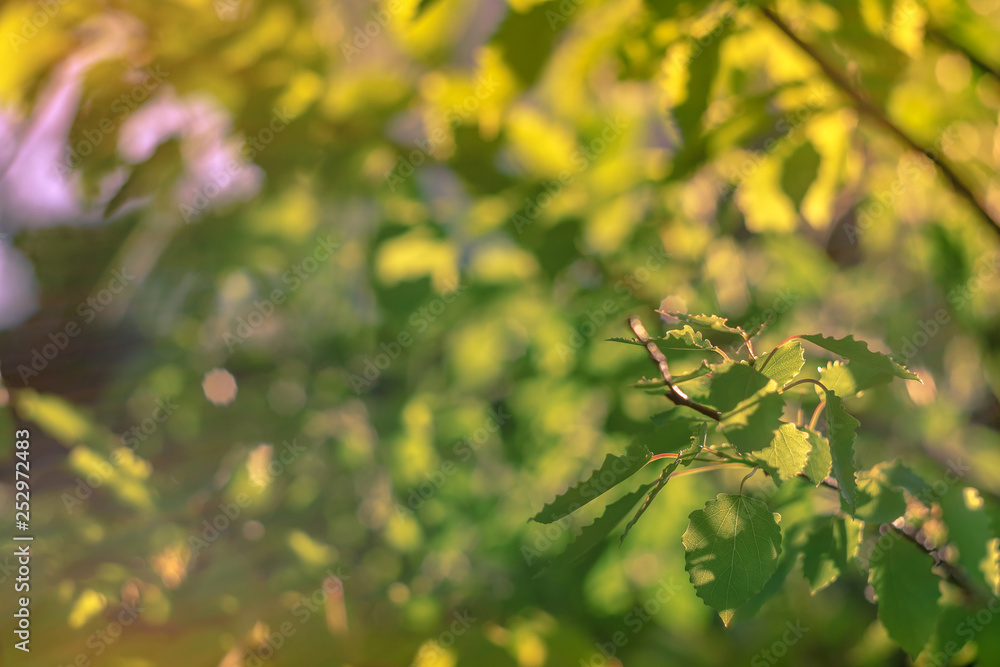 Soft focus ray of morning sun through the bright spring fresh foliage. Bokeh green background. Beautiful blooming trees defocus blur in spring park. Wallpaper With Copy Space. Blooming garden closeup