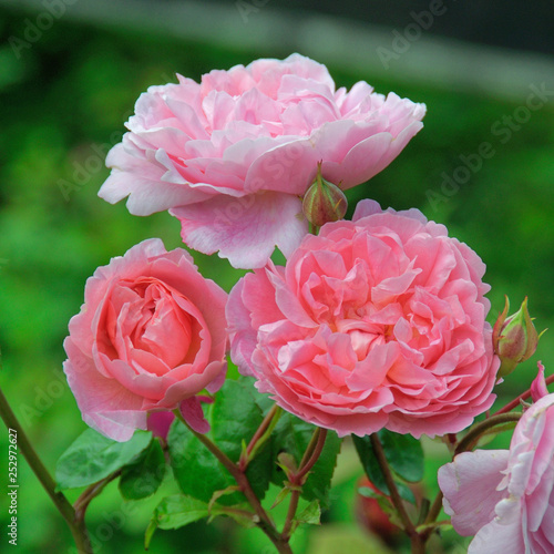 Rose Strawberry Hill.