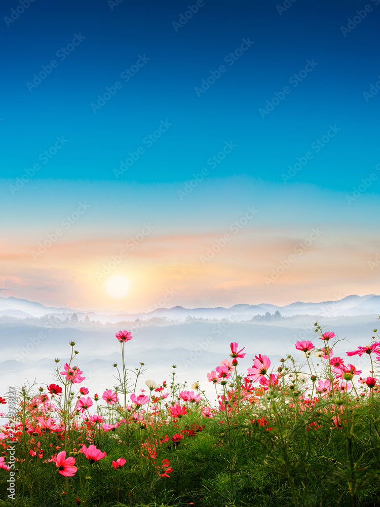 Beautiful cosmos flowers in garden with foggy winter sunrise in mountains.